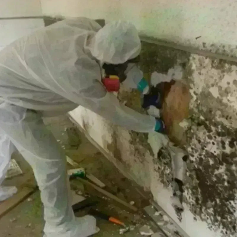 Mold Remediation and Removal in City of Chesapeake, VA